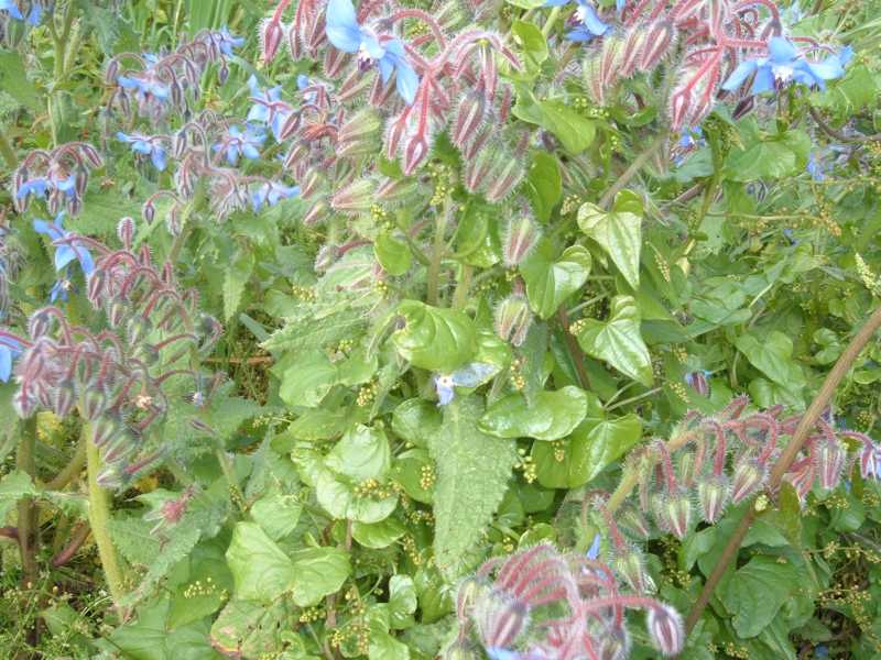 rampicante - Tamus communis
